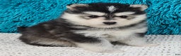 Pomsky dogs for sale: Nico - Ad 1