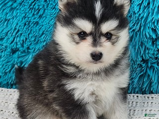Pomsky dogs Nico - Ad 20