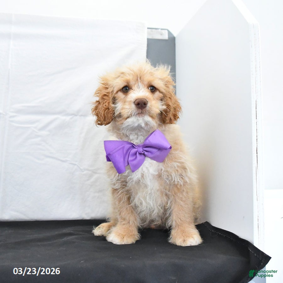 Cavapoo dogs Zeke - Ad 2