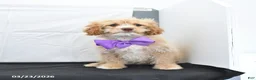 Cavapoo dogs for sale: Zeke - Ad 20