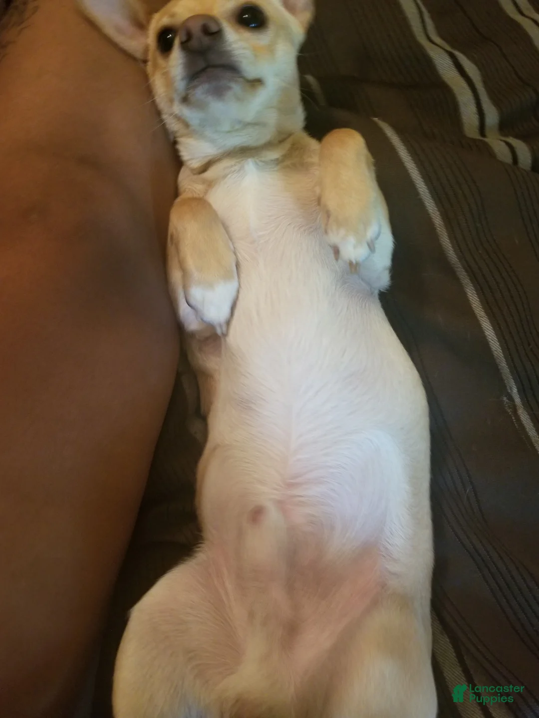 Gallery Image {{count}}