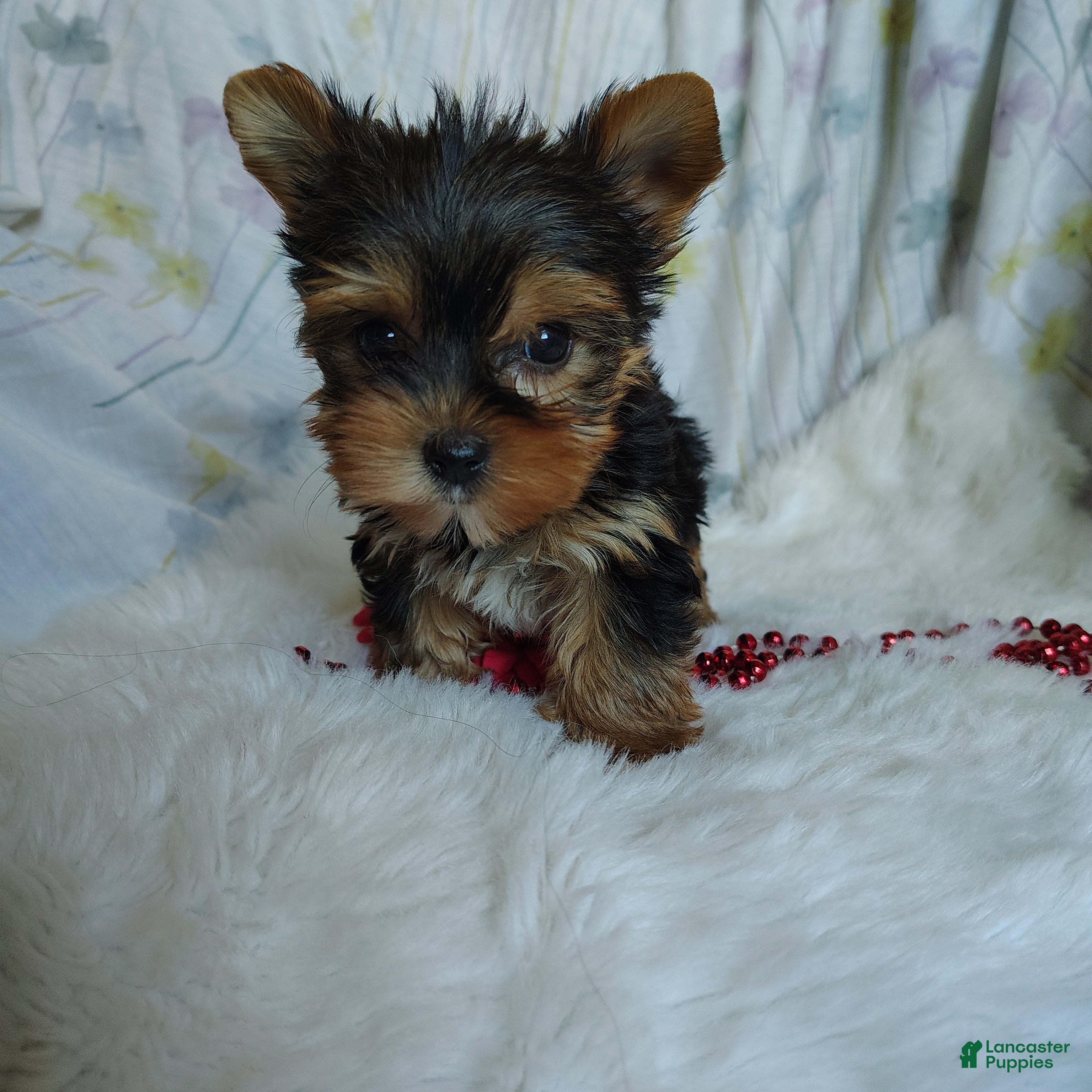 Yorkshire Terrier dogs Jemma - Ad 2