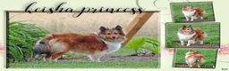 Shetland Sheepdog dogs for sale: Edison - Ad 4
