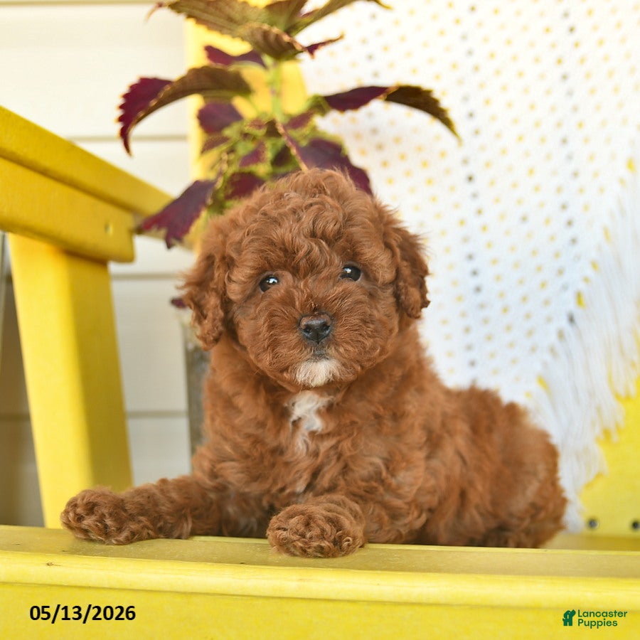 Toy Poodle dogs Fern  - Ad 2