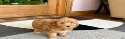 Havapoo dogs for sale: Havapoo Puppy 3 - Ad 7