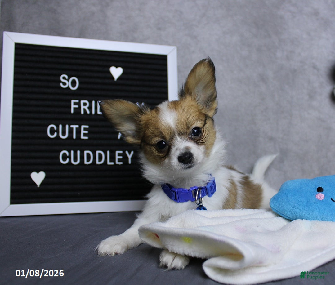 Papillon dogs for sale: Nipper - Ad 3