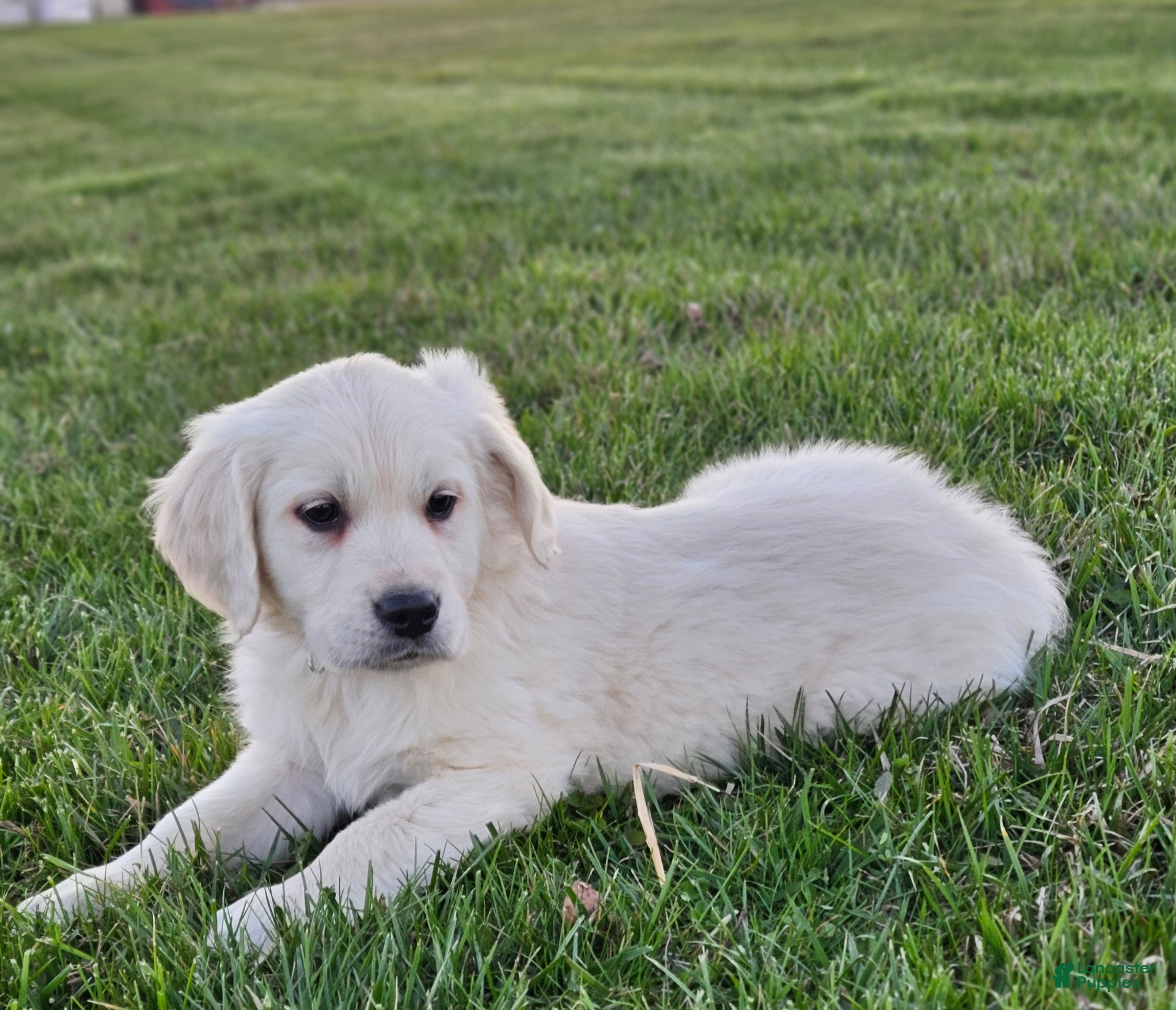 Golden Retriever dogs Bo - Ad 2