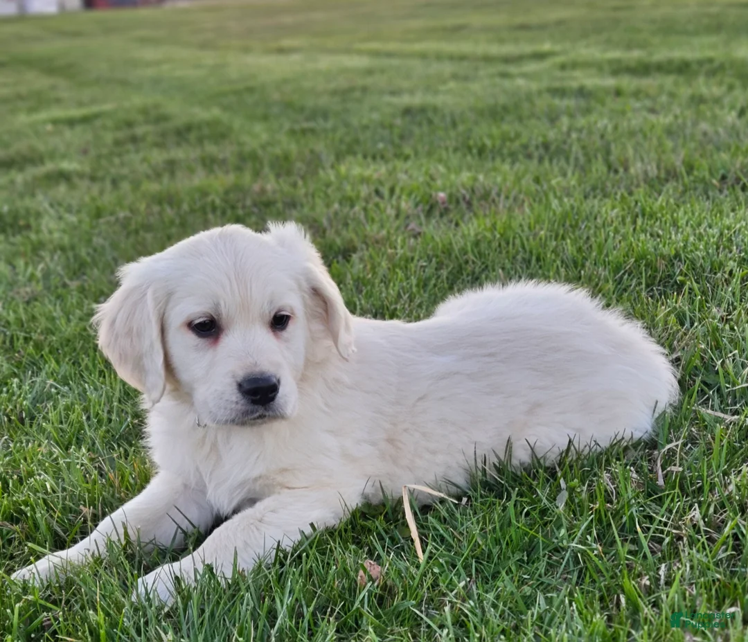 Golden Retriever dogs for sale: Bo - Ad 2