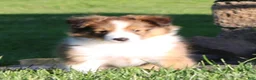 Shetland Sheepdog dogs for sale: Sibelius - Ad 3