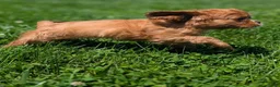 Cavalier King Charles Spaniel dogs for sale: Ruby - Ad 5