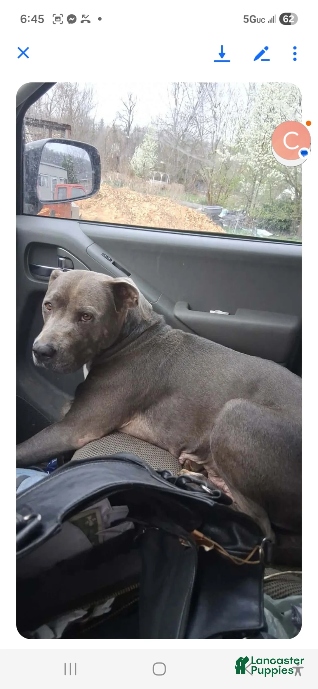 Mixed Breed dogs for sale: Mixed Breed Puppy 4 - Ad 2