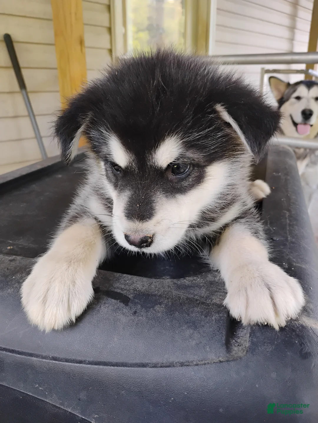 Alaskan Malamute dogs for sale: Alaskan Malamute Puppy 9 - Ad 2