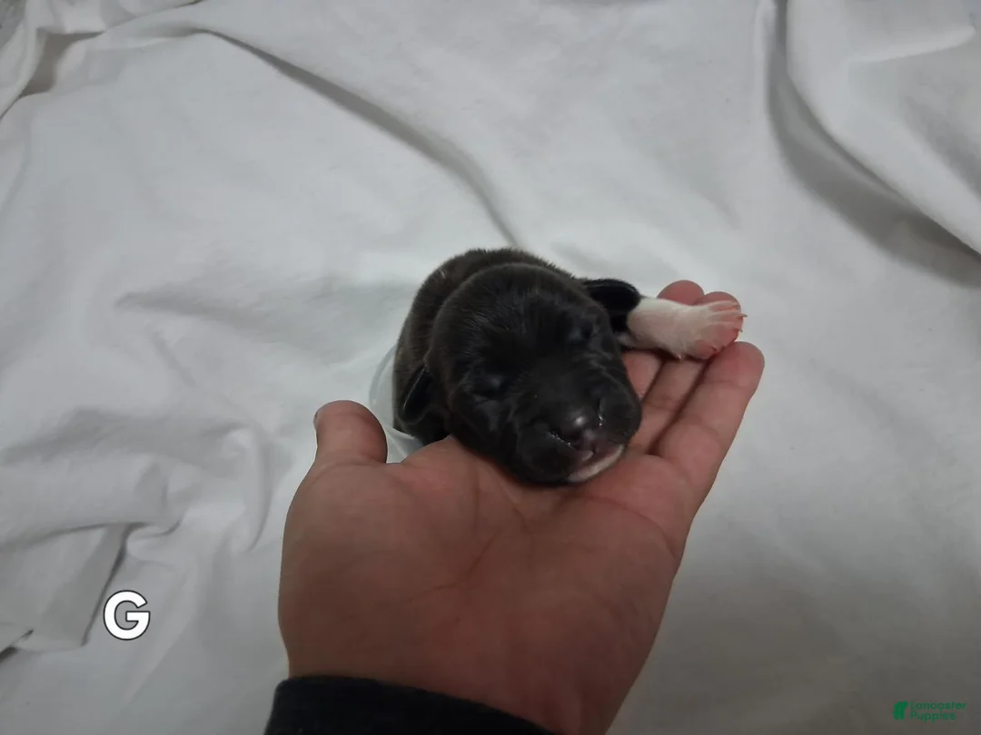 Beagle dogs for sale: Beagle 2 - Ad 4