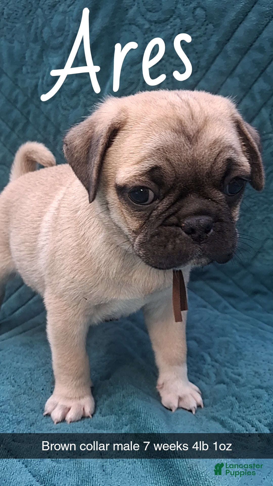 Pug dogs Ares - Ad 9