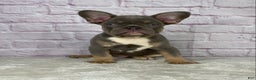 French Bulldog dogs for sale: Charlie  - Ad 1