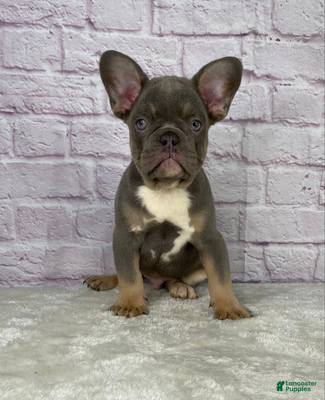 French Bulldog dogs for sale: Charlie  - Ad 1