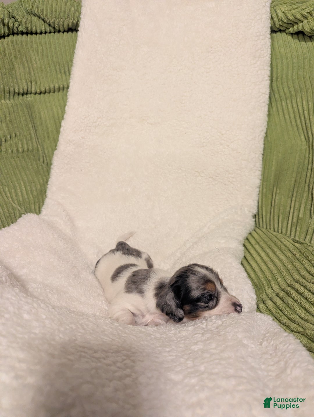 Dachshund dogs for sale: Sophie - Ad 2