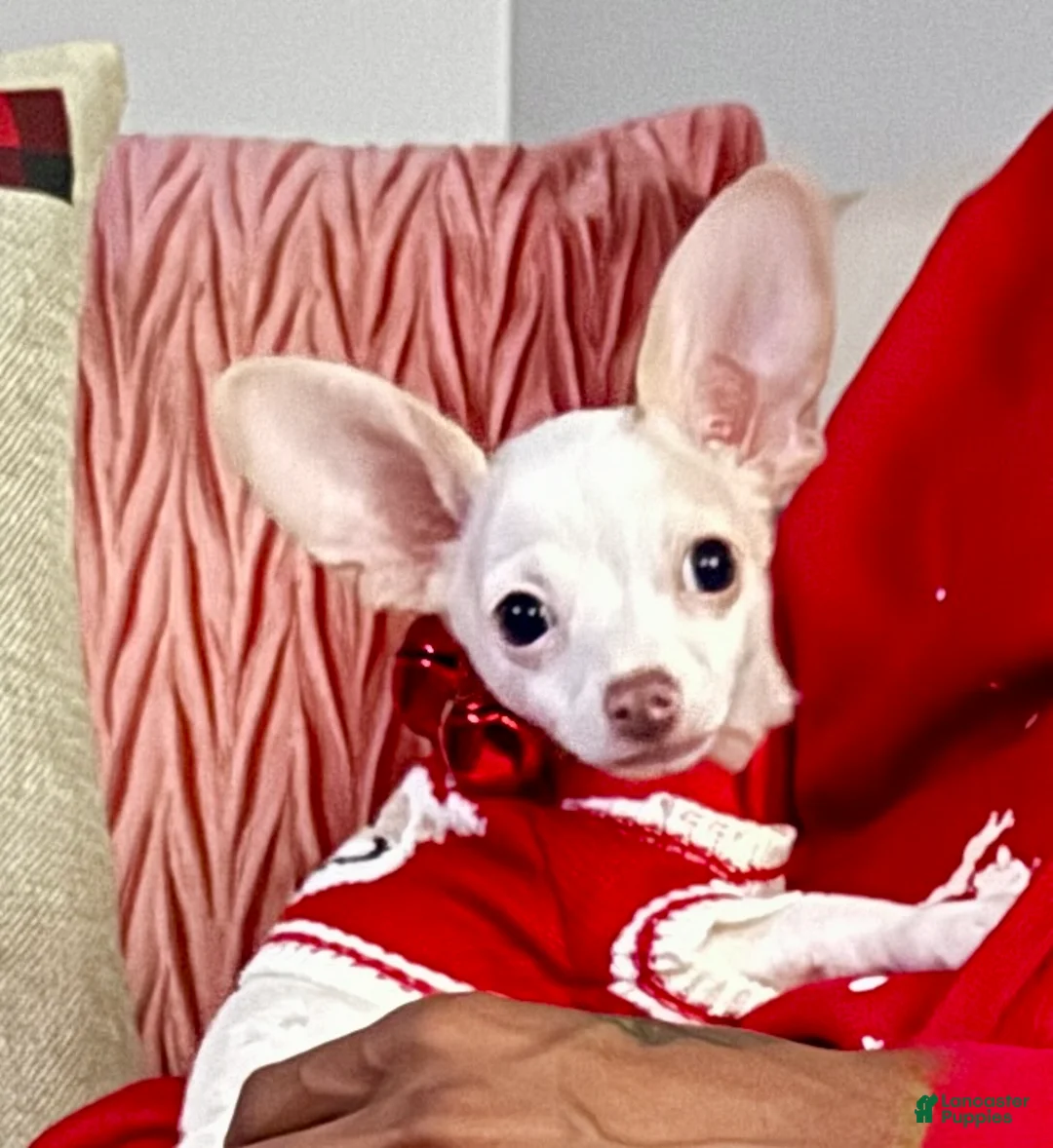 Chihuahua dogs for sale: Chihuahua Puppy 1 - Ad 3