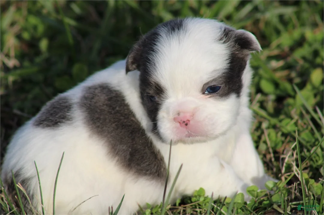 French Bulldog dogs for sale: French Bulldog Puppy 2 - Ad 3