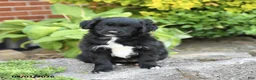 Mixed Breed dogs for sale: Lilac - Ad 3