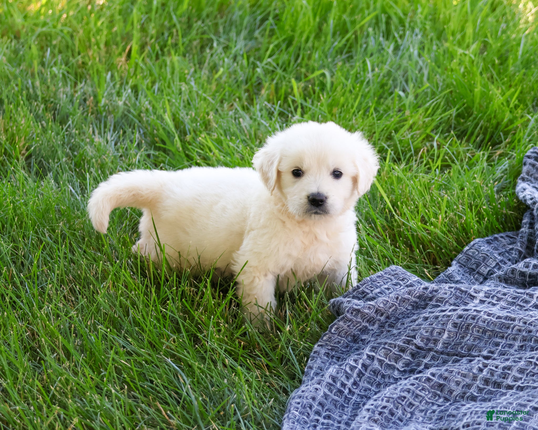 Golden Retriever dogs Sycamore  - Ad 17