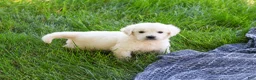 Golden Retriever dogs for sale: Sycamore  - Ad 1