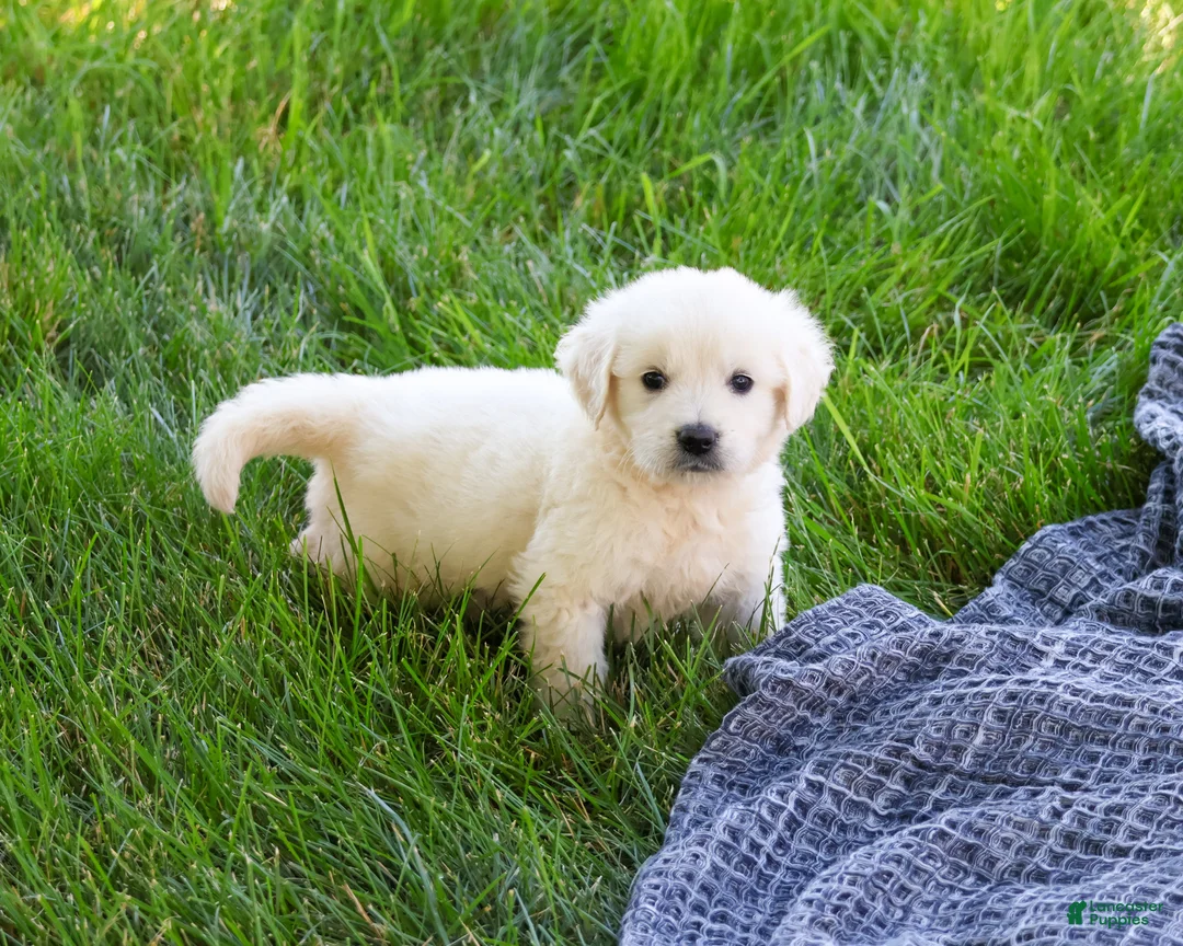 Golden Retriever dogs for sale: Sycamore  - Ad 1