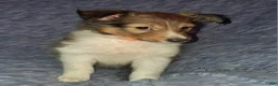 Shetland Sheepdog dogs for sale: Articus - Ad 8