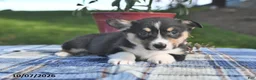 Welsh Corgi Pembroke dogs for sale: Chestnut - Ad 3