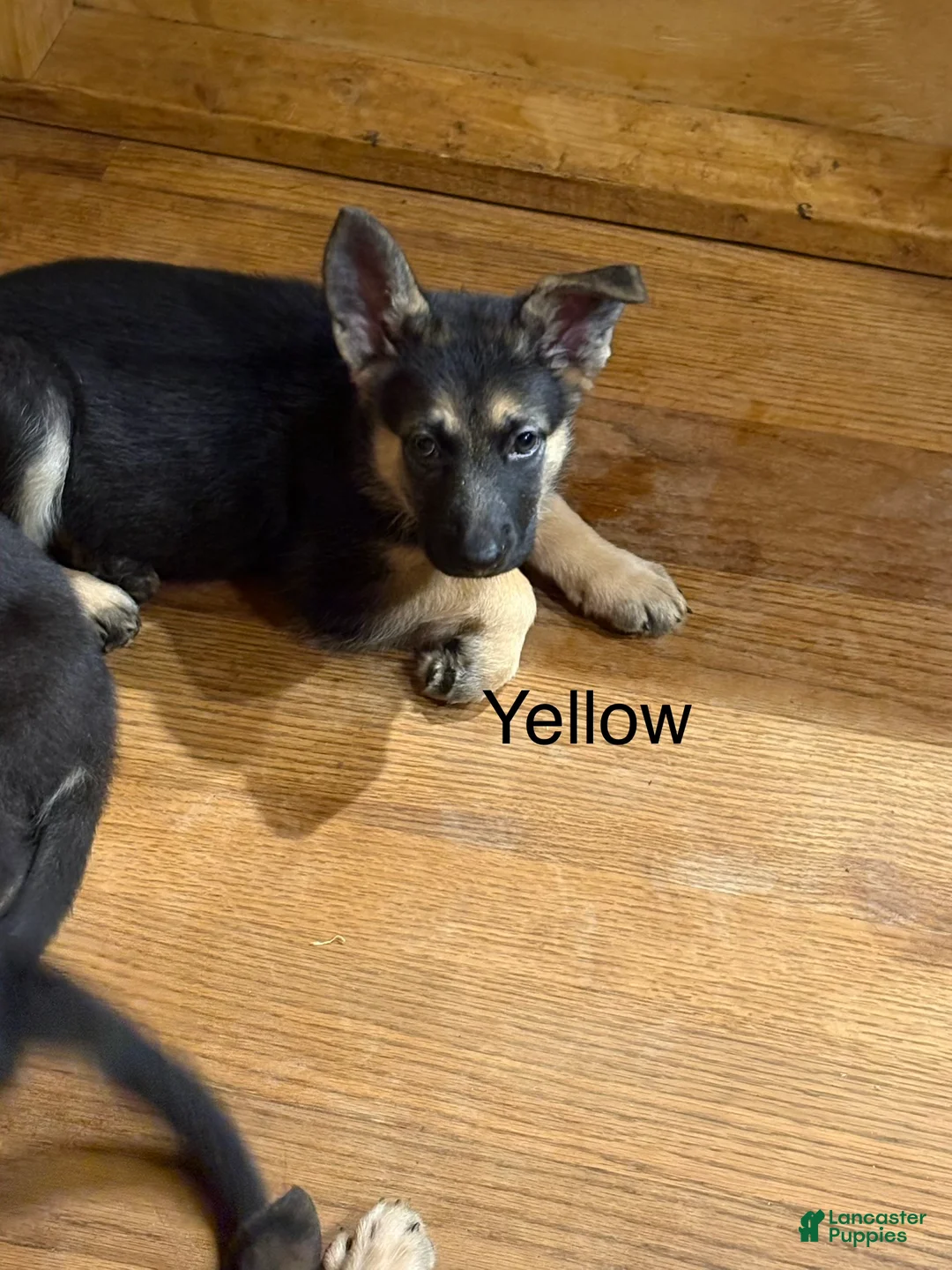 German Shepherd dogs for sale: Yellow - Ad 2