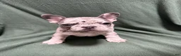 French Bulldog dogs for sale: Squints - Ad 3