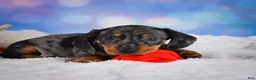 Miniature Dachshund dogs for sale: Clovas - Ad 3