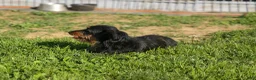 Miniature Dachshund dogs for sale: Hunter 💙🐾 - Ad 19