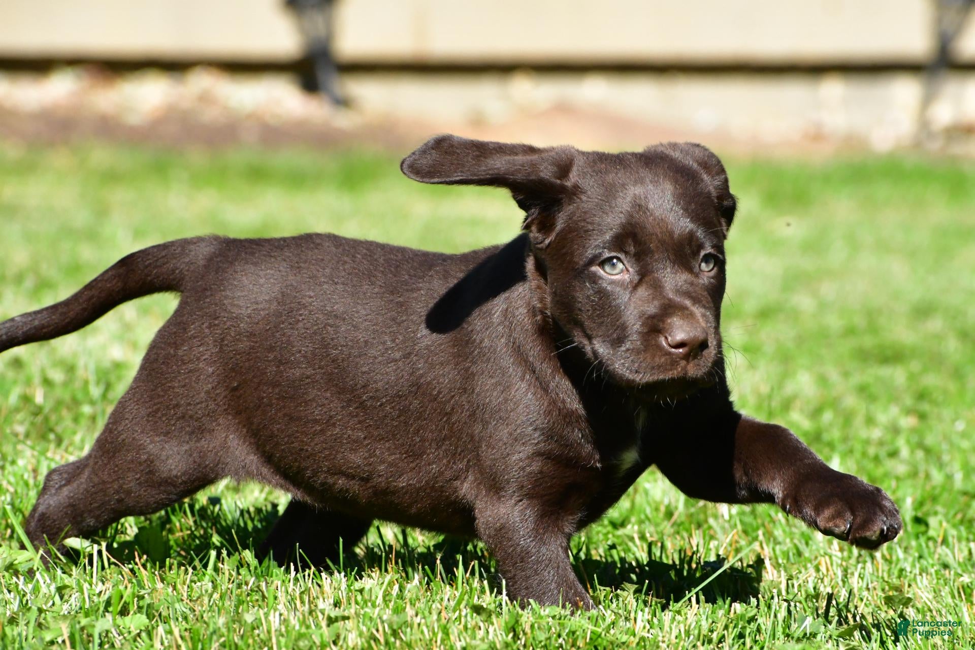 Labrador Retriever dogs Java - Ad 2