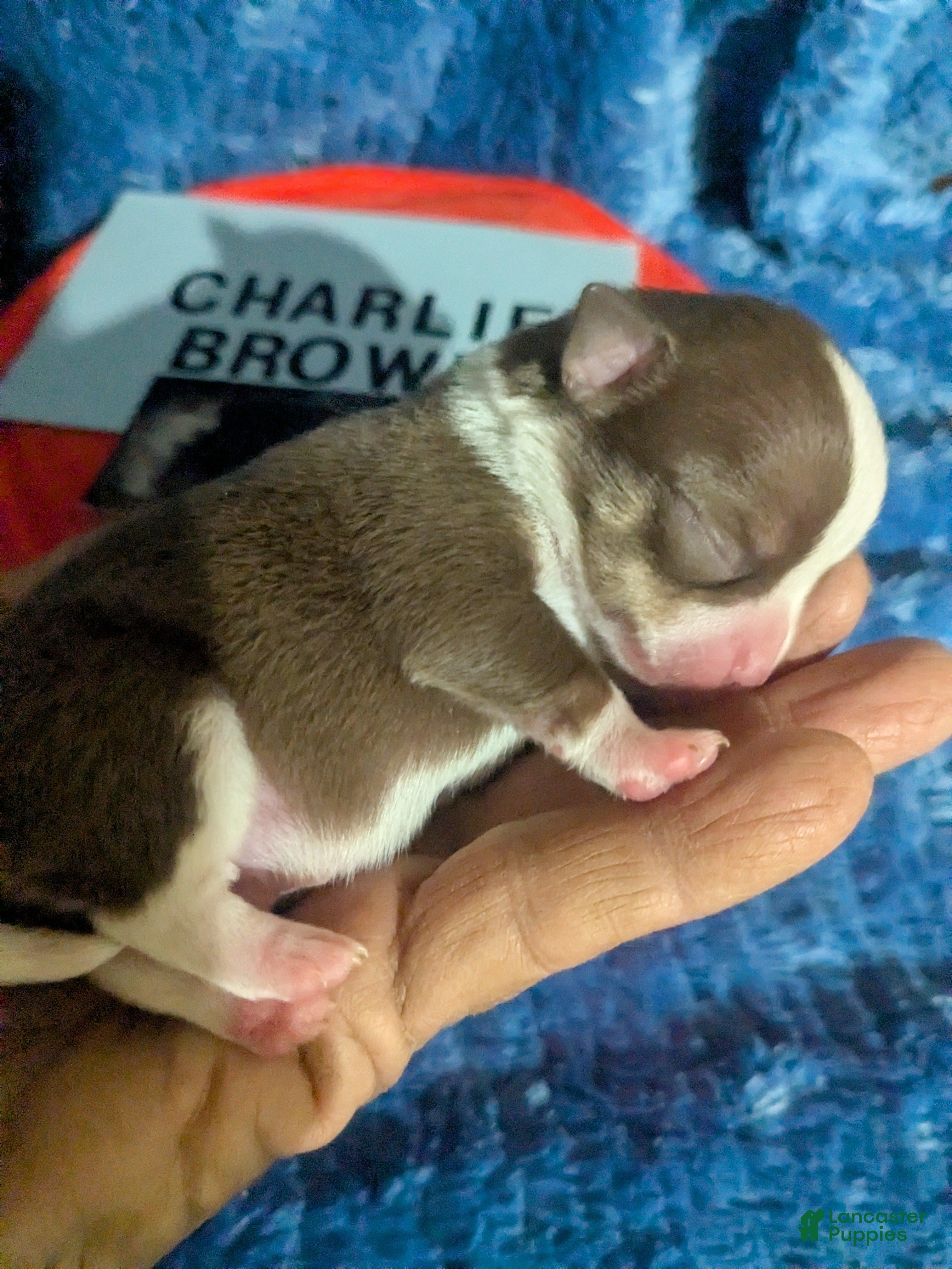 Chihuahua dogs for sale: Charlie Brown  - Ad 2