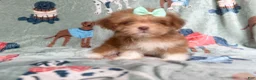 Lhasa Apso dogs for sale: Tilly - Ad 6