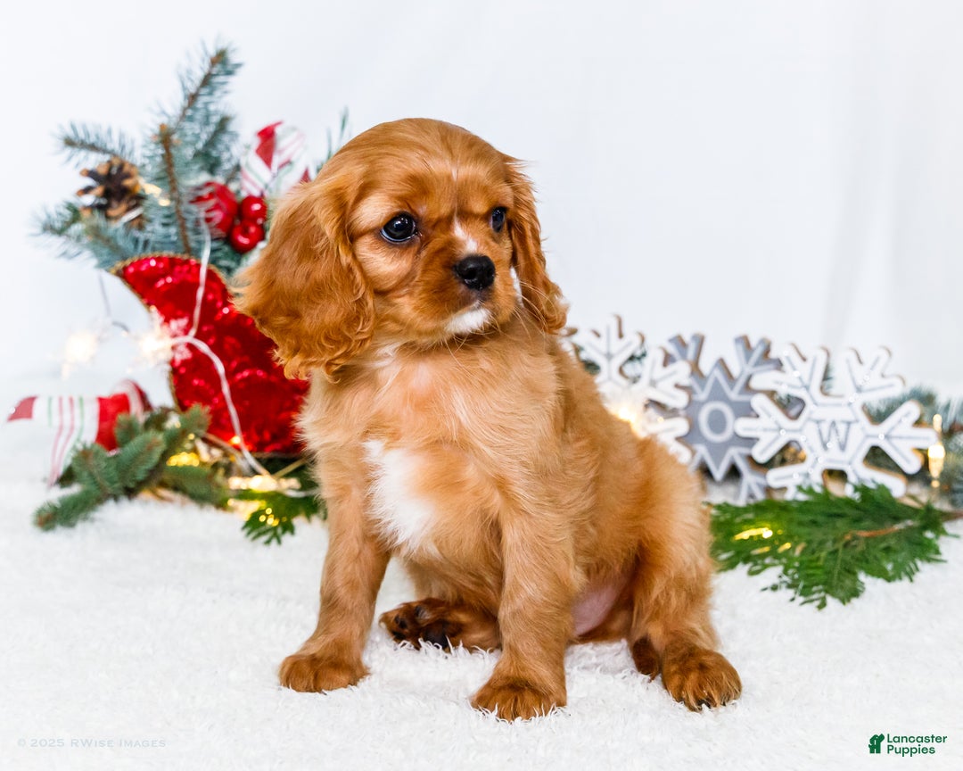 Cavalier King Charles Spaniel dogs for sale: Winter - Ad 9