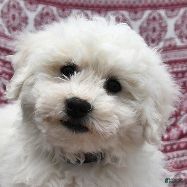 Bichon Frise dogs Nick  - Ad 2