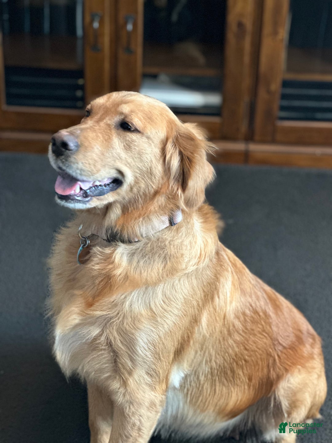 Golden Retriever dogs for sale: Golden Retriever Dark Pink Girl - Ad 53