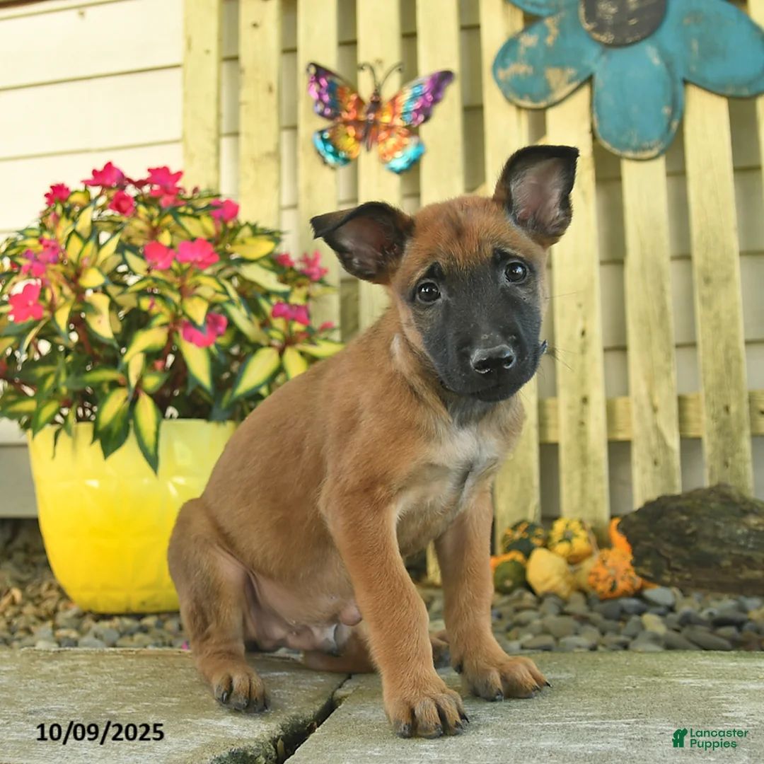 Belgian Malinois dogs for sale: Pablo  - Ad 23
