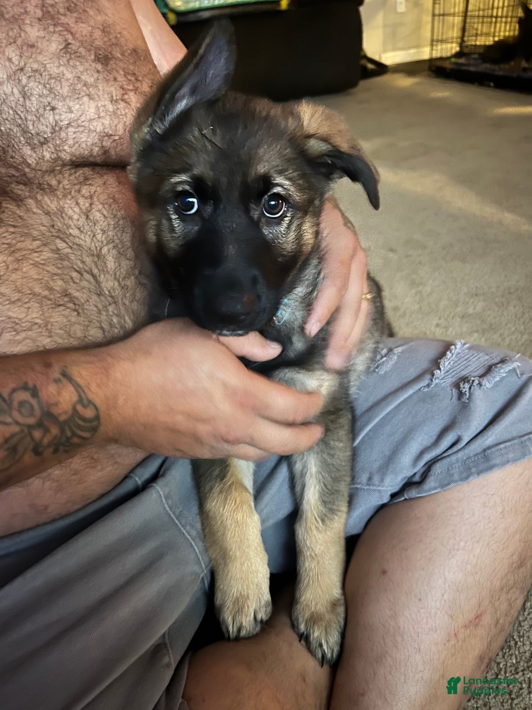 German Shepherd dogs for sale: German Shepherd Puppy 1 - Ad 1