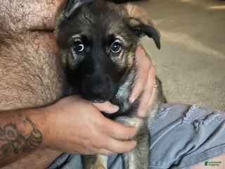 German Shepherd dogs German Shepherd Puppy 1 - Ad 1