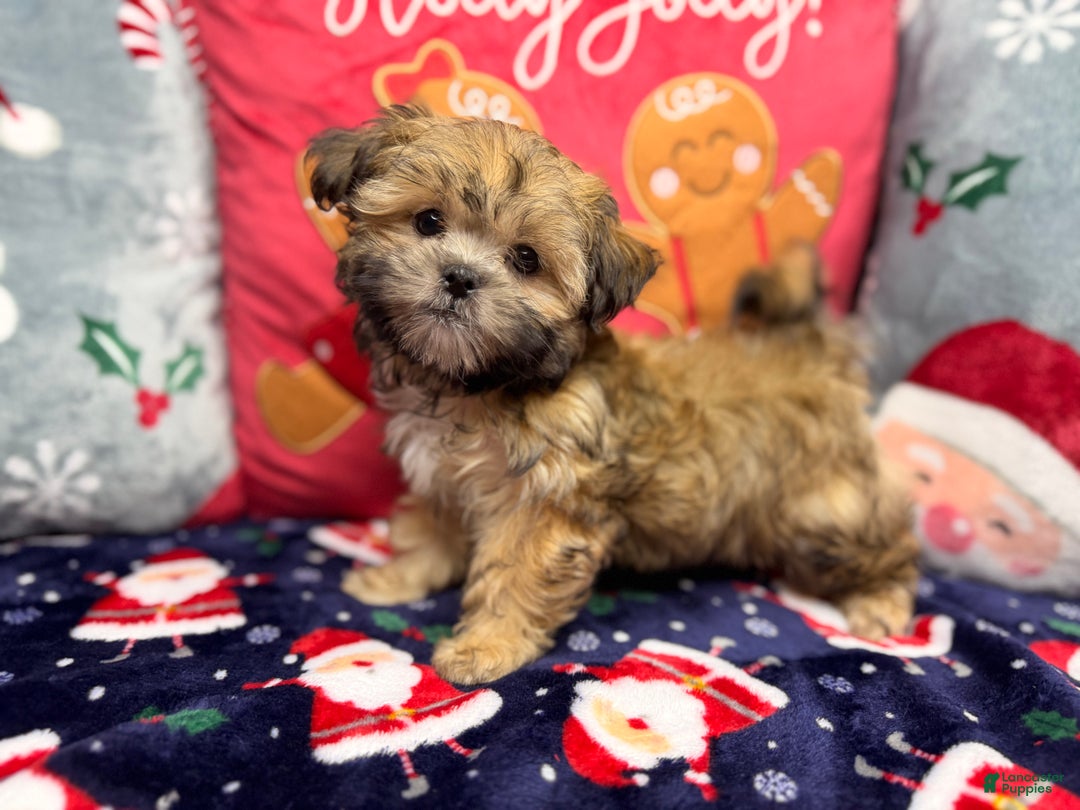 Malshi dogs for sale: Jin - Ad 2