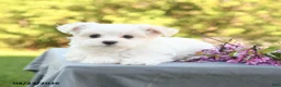 Maltese dogs for sale: Lulu - Ad 4