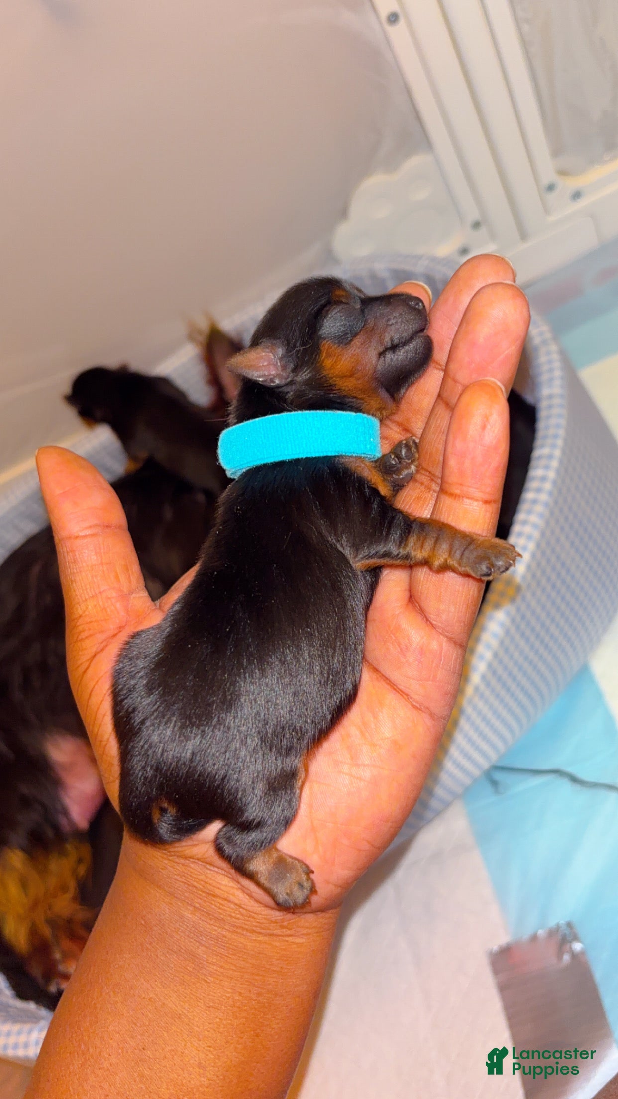 Yorkshire Terrier dogs Yorkshire Terrier Puppy 5 - Ad 19