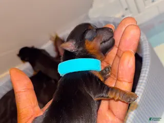 Yorkshire Terrier dogs Yorkshire Terrier Puppy 5 - Ad 19