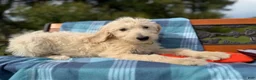 Labradoodle dogs for sale: Sage (Girl) - Ad 7