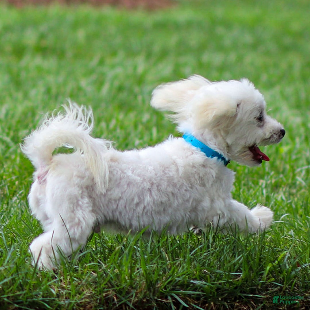 Maltese dogs for sale: Sterling - Ad 11
