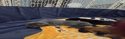 Cane Corso dogs for sale: Cane Corso 3 - Ad 4
