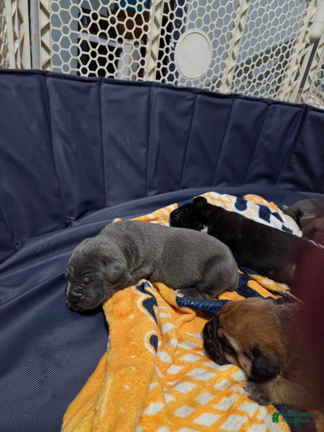 Cane Corso dogs for sale: Cane Corso 3 - Ad 4